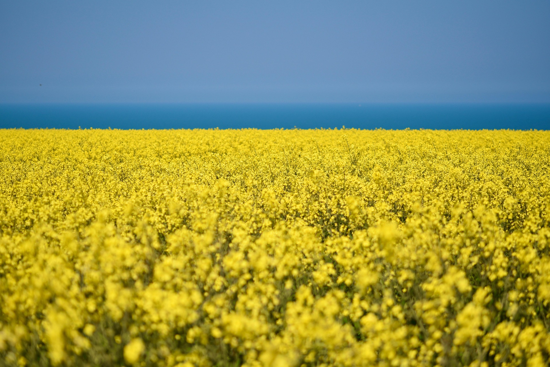 A field of Canola flowers